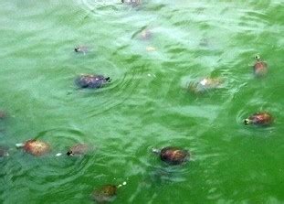 夢到烏龜在水裡 鐵海棠 風水